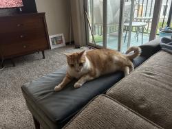 Reunited Male Cat last seen Chatsworth Ave, Larchmont, NY 10538