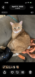 Lost Female Cat last seen Wallington and Carina Court West, Hilliard, OH 43026