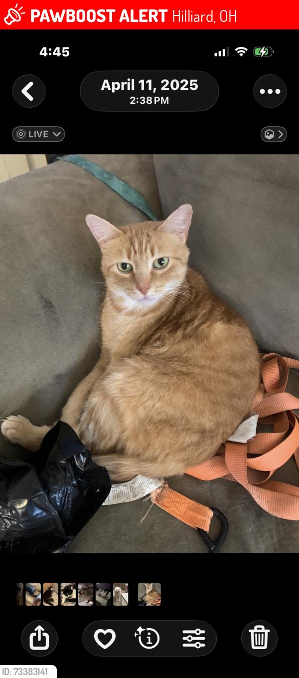 Lost Female Cat last seen Wallington and Carina Court West, Hilliard, OH 43026