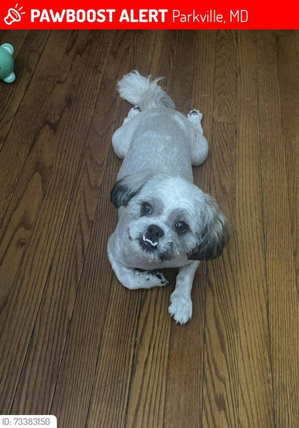 Lost Male Dog last seen Near redwood ave, Parkville, MD 21234
