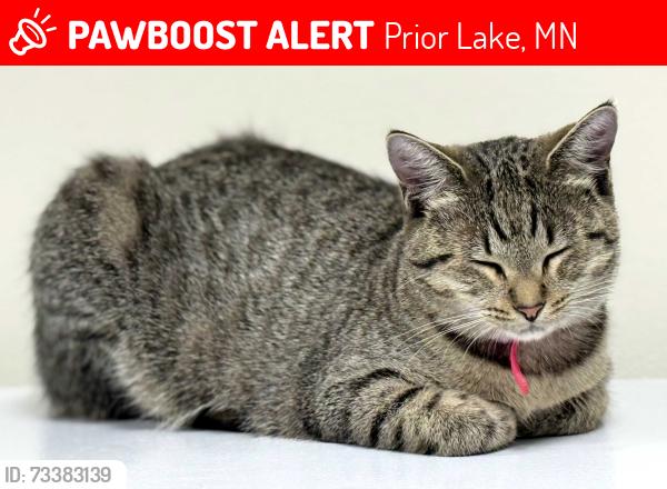Lost Female Cat last seen Near Franklin Trail SE, Prior Lake, MN 55372