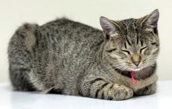 Lost Female Cat last seen Near Franklin Trail SE, Prior Lake, MN 55372