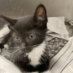 Shelter Stray Female Cat last seen , Animal Care & Control Team of Philly, 111 W Hunting Park Ave, Philadelphia, PA 19140, USA