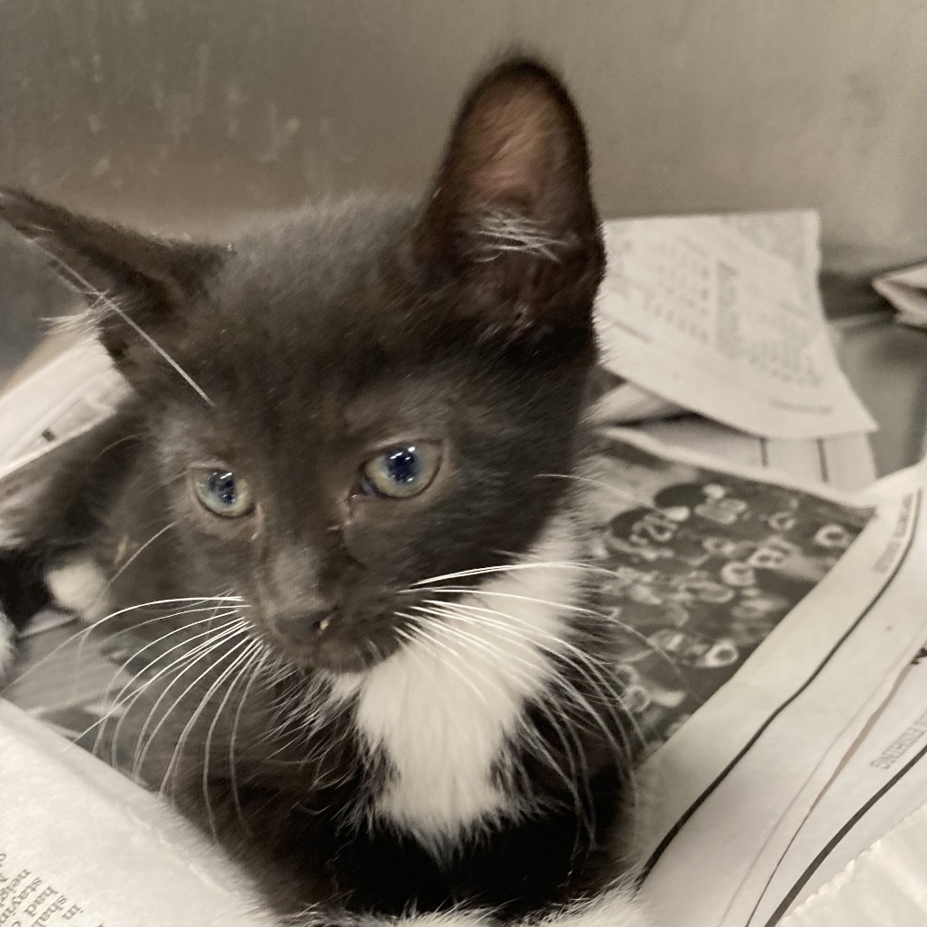 Shelter Stray Female Cat last seen , Animal Care & Control Team of Philly, 111 W Hunting Park Ave, Philadelphia, PA 19140, USA