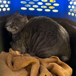 Shelter Stray Male Cat last seen , Animal Care & Control Team of Philly, 111 W Hunting Park Ave, Philadelphia, PA 19140, USA