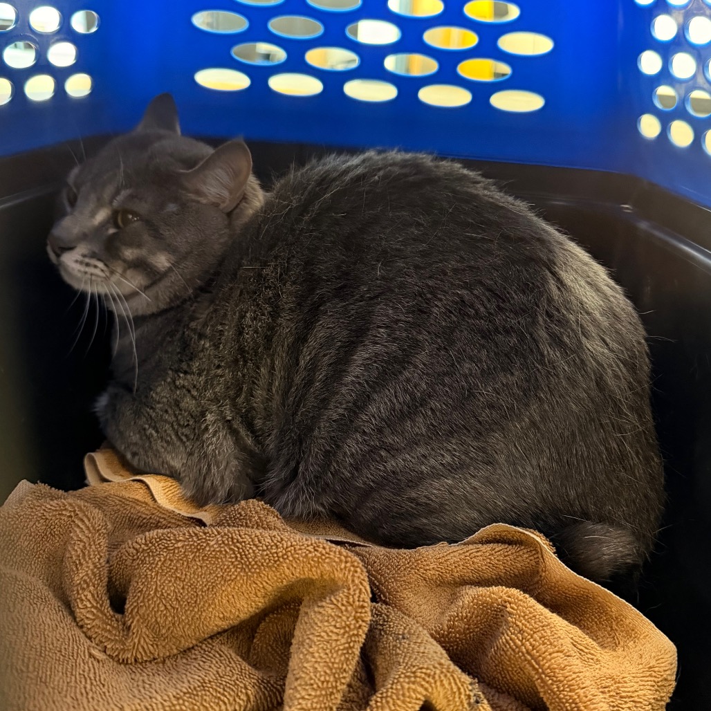 Shelter Stray Male Cat last seen , Animal Care & Control Team of Philly, 111 W Hunting Park Ave, Philadelphia, PA 19140, USA