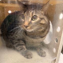 Shelter Stray Female Cat last seen , Animal Care & Control Team of Philly, 111 W Hunting Park Ave, Philadelphia, PA 19140, USA