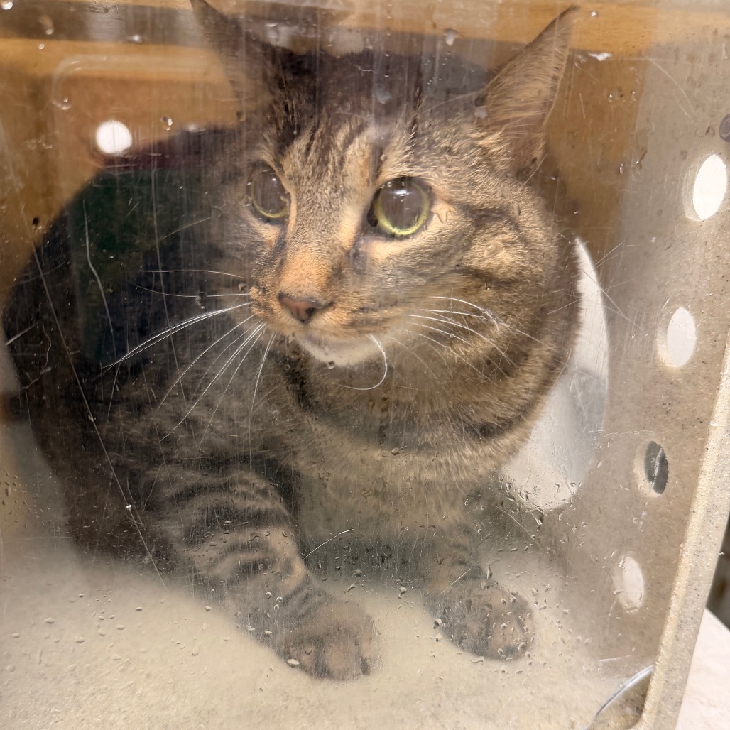 Shelter Stray Female Cat last seen , Animal Care & Control Team of Philly, 111 W Hunting Park Ave, Philadelphia, PA 19140, USA
