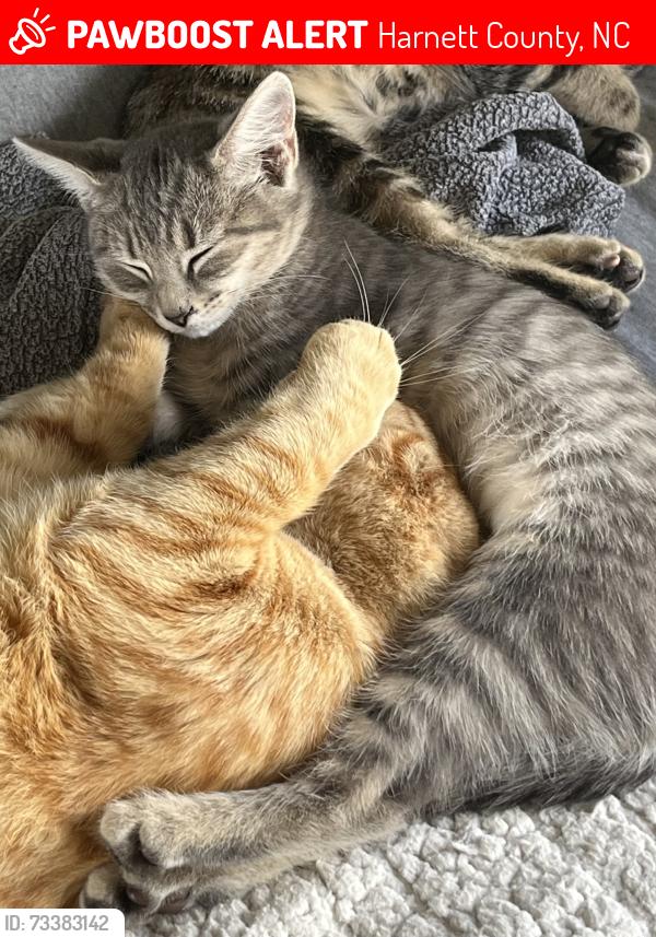 Lost Female Cat last seen McCormick & McDougald Rd, Harnett County, NC 27332