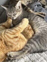 Lost Female Cat last seen McCormick & McDougald Rd, Harnett County, NC 27332