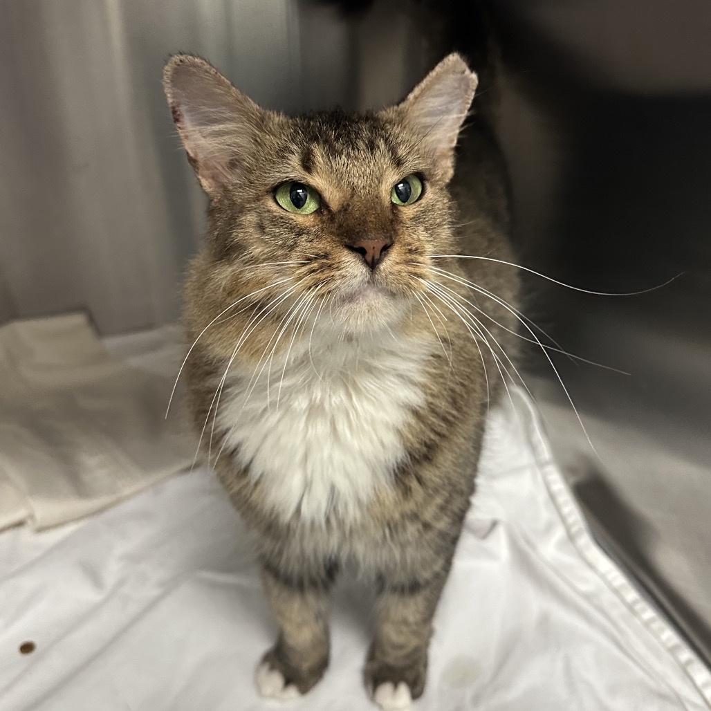 Shelter Stray Female Cat last seen , 100 Capital St, Jupiter, FL 33458, USA