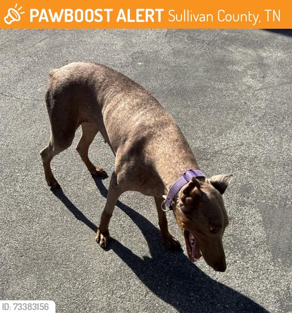 Found/Stray Female Dog last seen Near and Exide Dr., Sullivan County, TN 37620