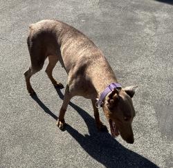 Found/Stray Female Dog last seen Near and Exide Dr., Sullivan County, TN 37620