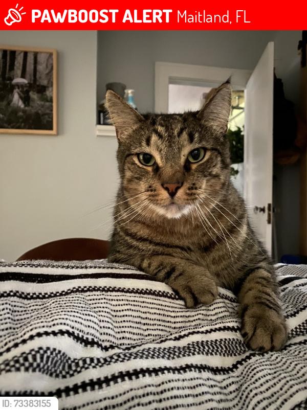 Lost Male Cat last seen Saginaw Trail, Maitland, FL 32751
