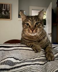 Lost Male Cat last seen Saginaw Trail, Maitland, FL 32751