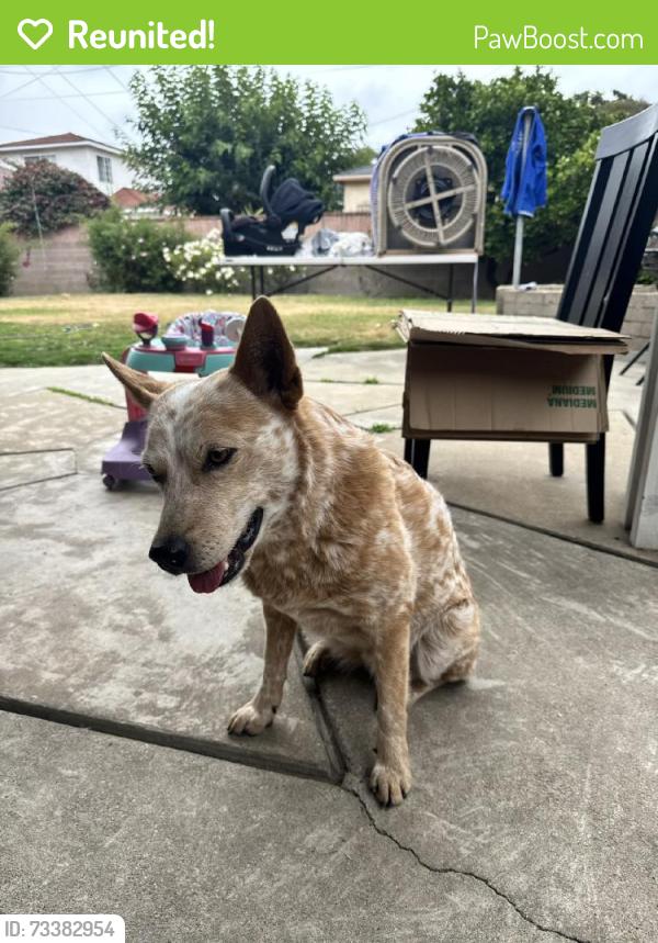 Reunited Female Dog last seen Near Bellflower Blvd, Lakewood, CA 90713, USA, Lakewood, CA 90713