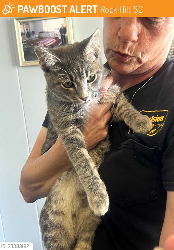 Found/Stray Male Cat last seen Cherry rd and Anderson rd, Rock Hill, SC 29732