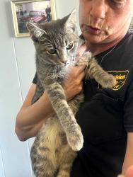 Found/Stray Male Cat last seen Cherry rd and Anderson rd, Rock Hill, SC 29732
