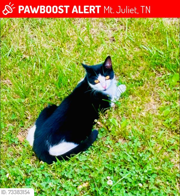 Lost Male Cat last seen Stonegate neighborhood mount juliet TN, Mt. Juliet, TN 37122