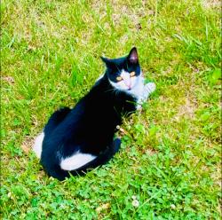 Lost Male Cat last seen Stonegate neighborhood mount juliet TN, Mt. Juliet, TN 37122