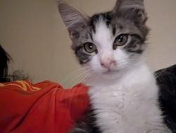 Reunited Female Cat last seen 89th and Shields, Moore, OK 73160