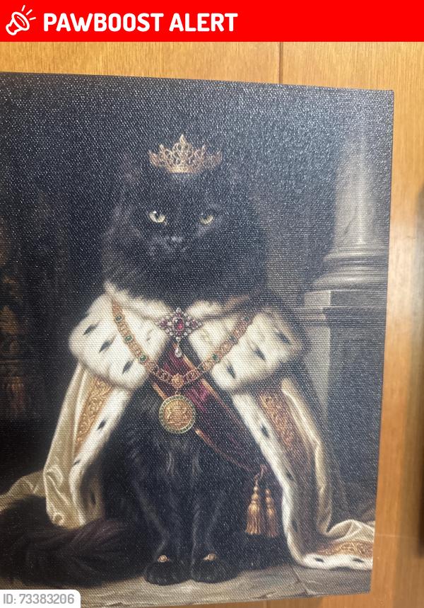 Lost Male Cat last seen I10 woods before lobdell, West Baton Rouge Parish, LA 70767