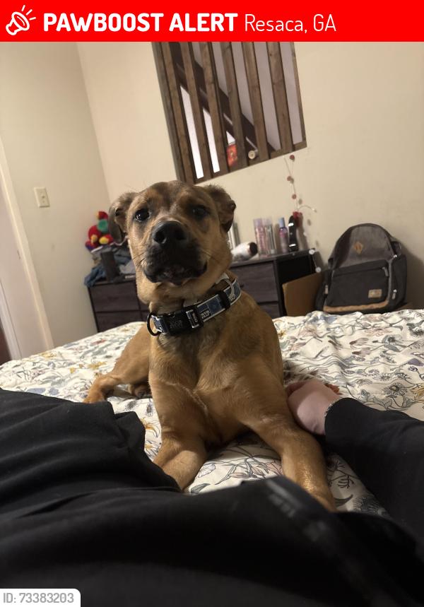 Lost Male Dog last seen Spring place Resaca rd, Resaca, GA 30735
