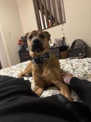 Lost Male Dog last seen Spring place Resaca rd, Resaca, GA 30735