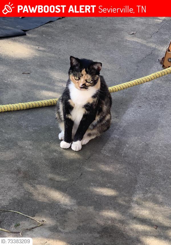 Lost Female Cat last seen Near burden hill rd, Sevierville, TN 37862