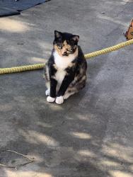 Lost Female Cat last seen Near burden hill rd, Sevierville, TN 37862