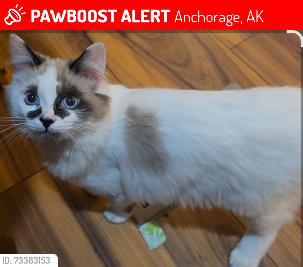 Lost Male Cat last seen Turquoise st and opal st, Anchorage, AK 99515