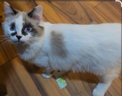Lost Male Cat last seen Turquoise st and opal st, Anchorage, AK 99515