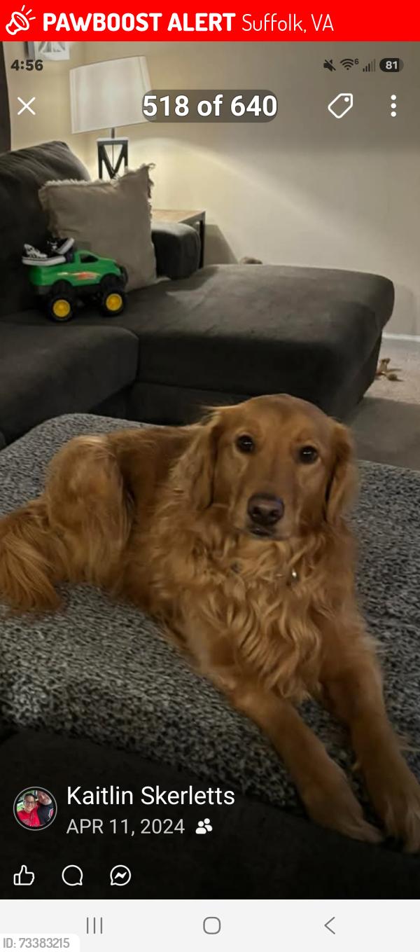 Lost Female Dog last seen By suffolk Kroger, Suffolk, VA 23434