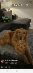 Lost Female Dog last seen By suffolk Kroger, Suffolk, VA 23434