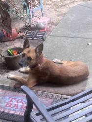 Found/Stray Unknown Dog last seen Cherry Street and medical complex drive, Tomball, TX 77375