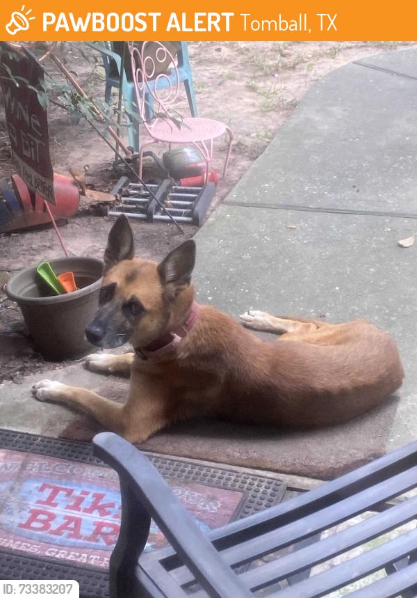 Found/Stray Unknown Dog last seen Cherry Street and medical complex drive, Tomball, TX 77375
