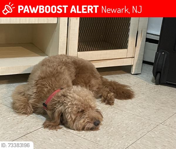 Lost Male Dog last seen Broadway, Newark, NJ 07104