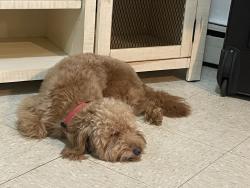 Lost Male Dog last seen Broadway, Newark, NJ 07104