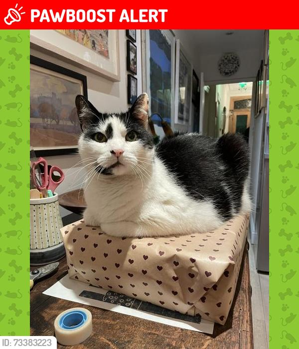 Lost Male Cat last seen Near Cromford Road East Putney, Greater London, England SW18 1NZ