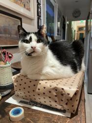Lost Male Cat last seen Near Cromford Road East Putney, Greater London, England SW18 1NZ