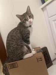 Lost Male Cat last seen Philippa Ave. Waukegan, Waukegan, IL 60085