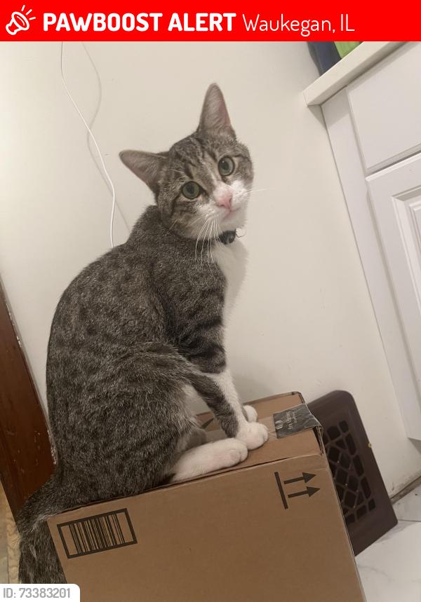 Lost Male Cat last seen Philippa Ave. Waukegan, Waukegan, IL 60085