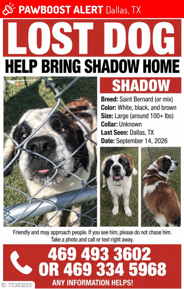 Lost Male Dog last seen Jim miller, Dallas, TX 75217