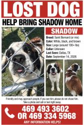 Lost Male Dog last seen Jim miller, Dallas, TX 75217