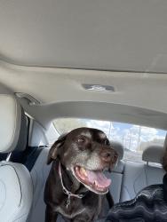 Reunited Female Dog last seen Near Fuller Wiser Rd, Euless, TX 76039, USA, Euless, TX 76039