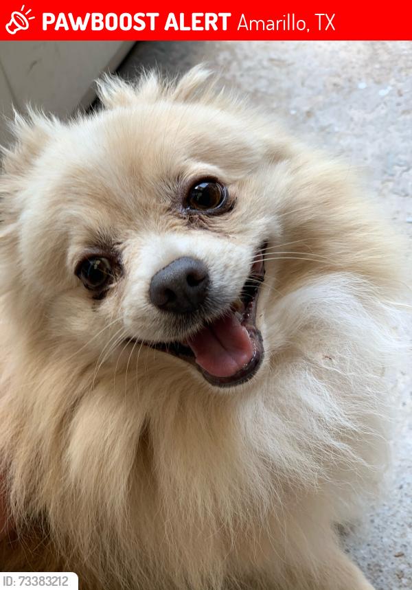 Lost Male Dog last seen Near Bluebell Amarillo TX, Amarillo, TX 79107