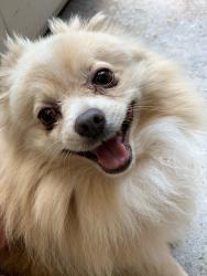 Lost Male Dog last seen Near Bluebell Amarillo TX, Amarillo, TX 79107