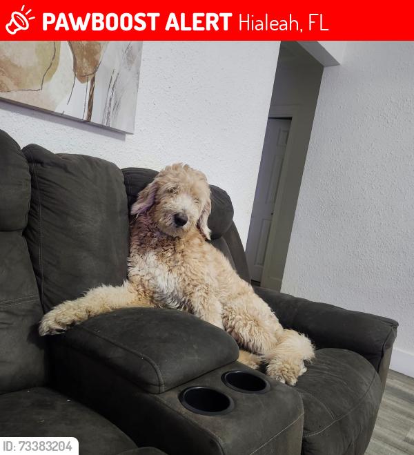 Lost Male Dog last seen Near W 4th Ave, Hialeah, FL 33012, Hialeah, FL 33012