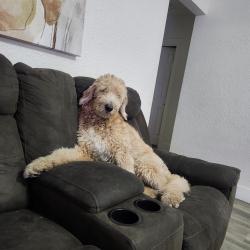 Lost Male Dog last seen Near W 4th Ave, Hialeah, FL 33012, Hialeah, FL 33012