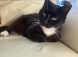 Lost Male Cat last seen Anchorage and flotilla, North Palm Beach, FL 33403